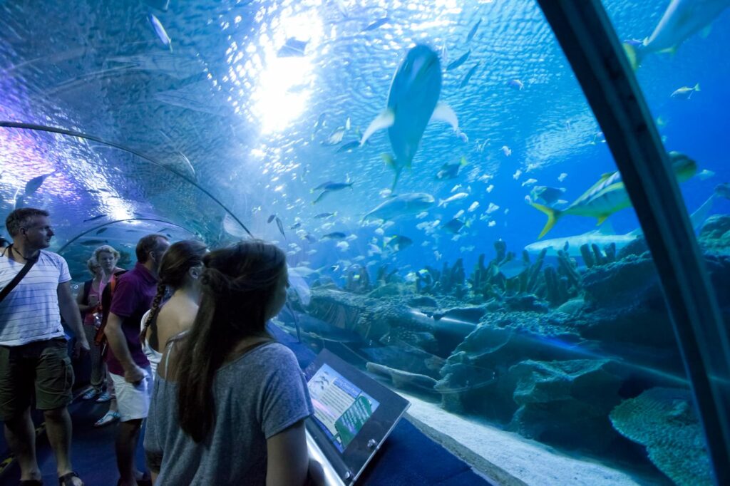 view from inside underwater world in pattaya showing many fish and marine life